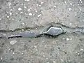 Hauswasserleitung aus Blei