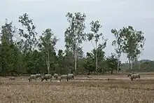 Nationalpark Cát Tiên