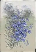 Aquarellbild von Dampiera altissima, 1906