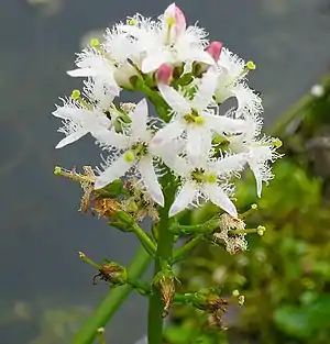 Fieberklee(Menyanthes trifoliata)