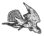 Logo der Waterloo Hawks