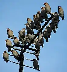 Eine Gruppe Seidenschwänze auf einer Dachantenne