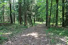 Waldweg im Gipfelbereich des Külmitz mit Hinweisschild auf den Keltenwall, der als Bodenwellen erkennbar ist