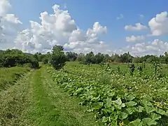 Weg in der Mainaue südlich von Ziegelanger