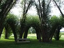 Weidenarchitektur im Thermenpark