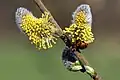 Makrofoto von blühenden Weidenkätzchen(Salix spec.) unterschiedlich stark aufgeblüht
