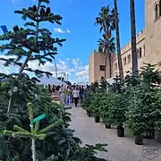 Nordmanntannen als Baumschulware statt Plastikweihnachtsbaum auf Mallorca in Algaida 2023