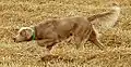 Rehfarbener Langhaar-Weimaraner