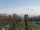 Blick zwischen Weinreben des Schnarrenbergs hindurch und vorbei am Schornstein des Kraftwerks Stuttgart-Münster zum Schurwald am Horizont