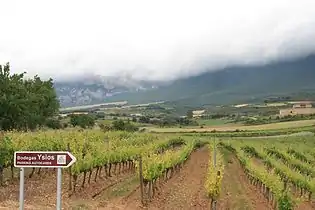 Weinreben des Bodegas Ysios