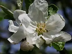 Einzelblüte