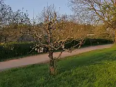 Ganzer Baum