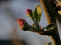 Knospe