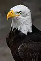 Weißkopfseeadler