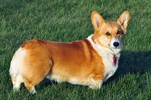 Welsh Corgi Pembroke
