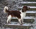 Welsh Springer Spaniel