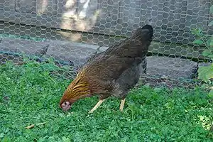 Welsumer