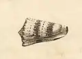 Wenzel Hollar, Conus Imperialis, 1640er Jahre, Kupferstich, 4,8 × 8,5 cm