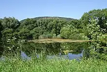 See im Nordosten der Aue mit dem Muschelkalkrücken der Adolfsburg im Hintergrund.