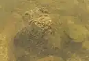 Ein Pfahl unter der Wasseroberfläche