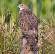 Wespenbussard