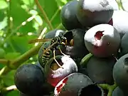 Lochfraß von einer Wespe an Beeren. Besonders früh reifende Sorten sind betroffen