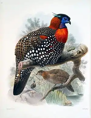 Schwarzkopftragopanaus Daniel Giraud Elliot: A monograph of the Phasianidae, or, Family of the pheasants,1872