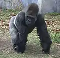 Westlicher Flachlandgorilla
