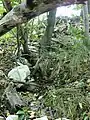 Westlicher Quellfluss des Helfenberger Bachs