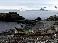 Pinguine mit Walfänger-Wasserboot (im Hintergrund: M/S Discovery)