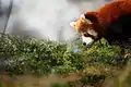 Junger Kleiner Panda