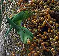 Pavuasittiche (Aratinga leucophthalmus) beim Fressen der Früchte