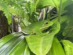 Neuguinea-Riesenlaubfrosch