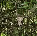 Vogelnest mit Nestlingen
