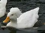 Weiße Landente mit Haube in England