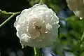 ‘White Dorothy Perkins’, Cant, 1909