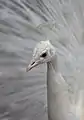 Weißer Pfau