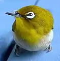 Weißer, befiederter Augenring bei einem Japanbrillenvogel