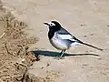 Bachstelze der Unterart M. a. personata