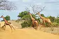 Giraffen