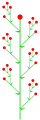 Thyrsus mit Wickel-Zymen