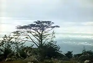 Widdringtonia whytei auf dem Mulanje-Plateau
