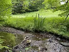 Wiebach Oberlauf mit Sumpf-Schwertlilien