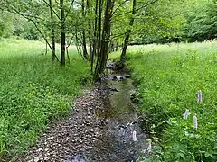 Feuchtwiese und Erlen am Oberlauf