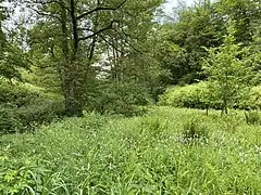 Feuchtwiese am Wiebach-Unterlauf