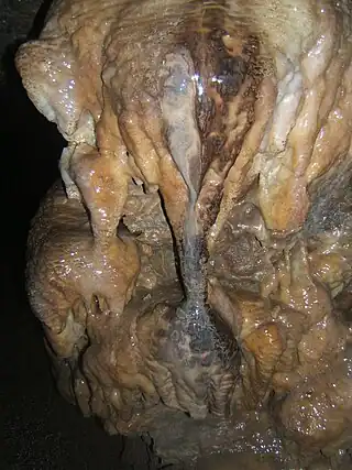 Elefant
