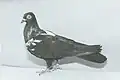 Wiener Röserlscheck (schwarz) von Alfred Baldia (1982)