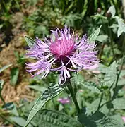 Wiesen-Flockenblume heimisch in Magerwiesen