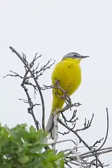 Wiesenschafstelzenmännchen auf einer Warte