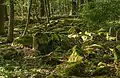 Bemooste Blockhalde im Schannenbacher Moor
